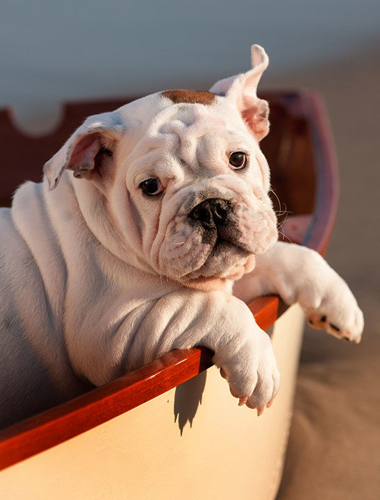 Pet Photography in the Hamptons