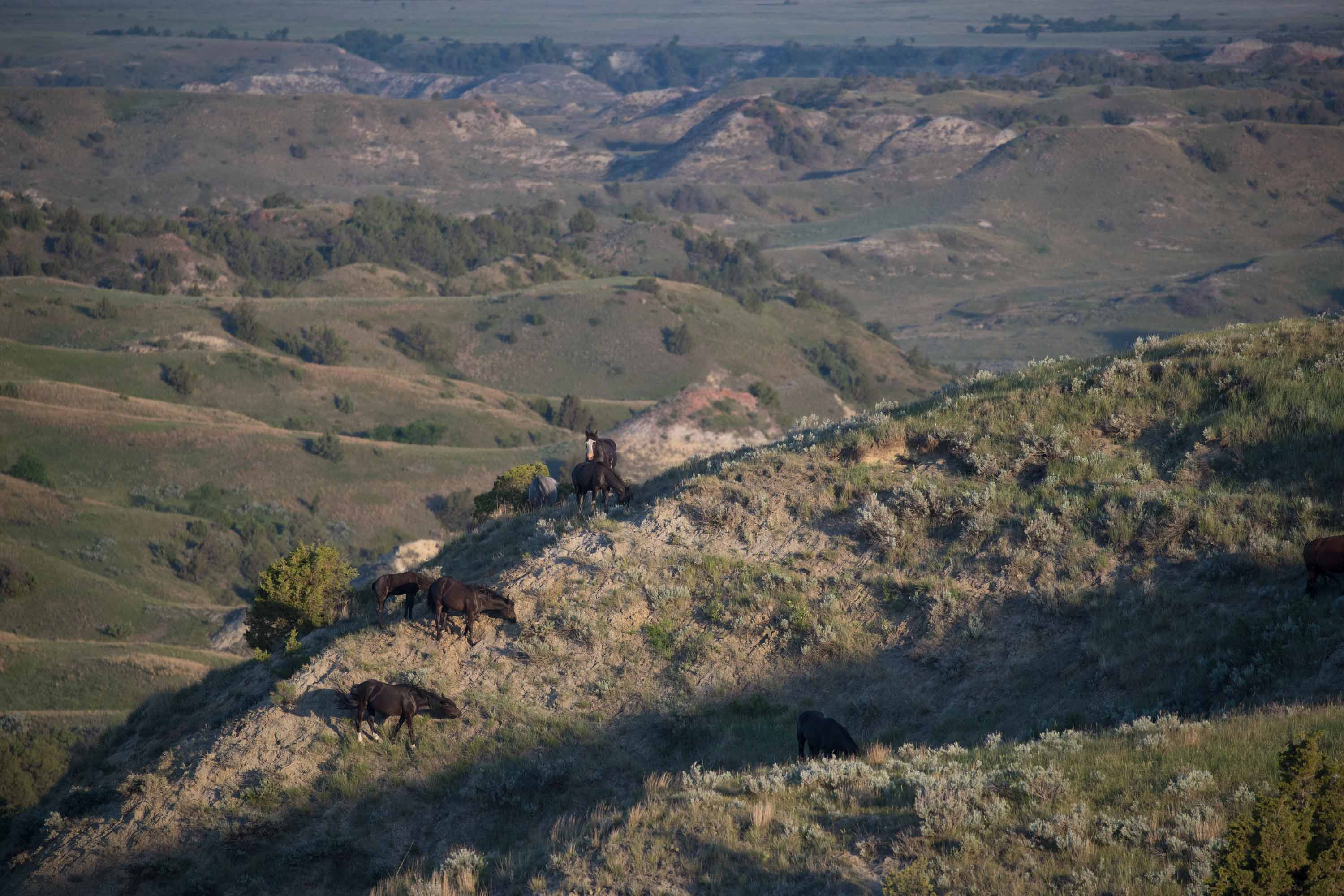 Wild Horses in Theodore Roosevelt National Park