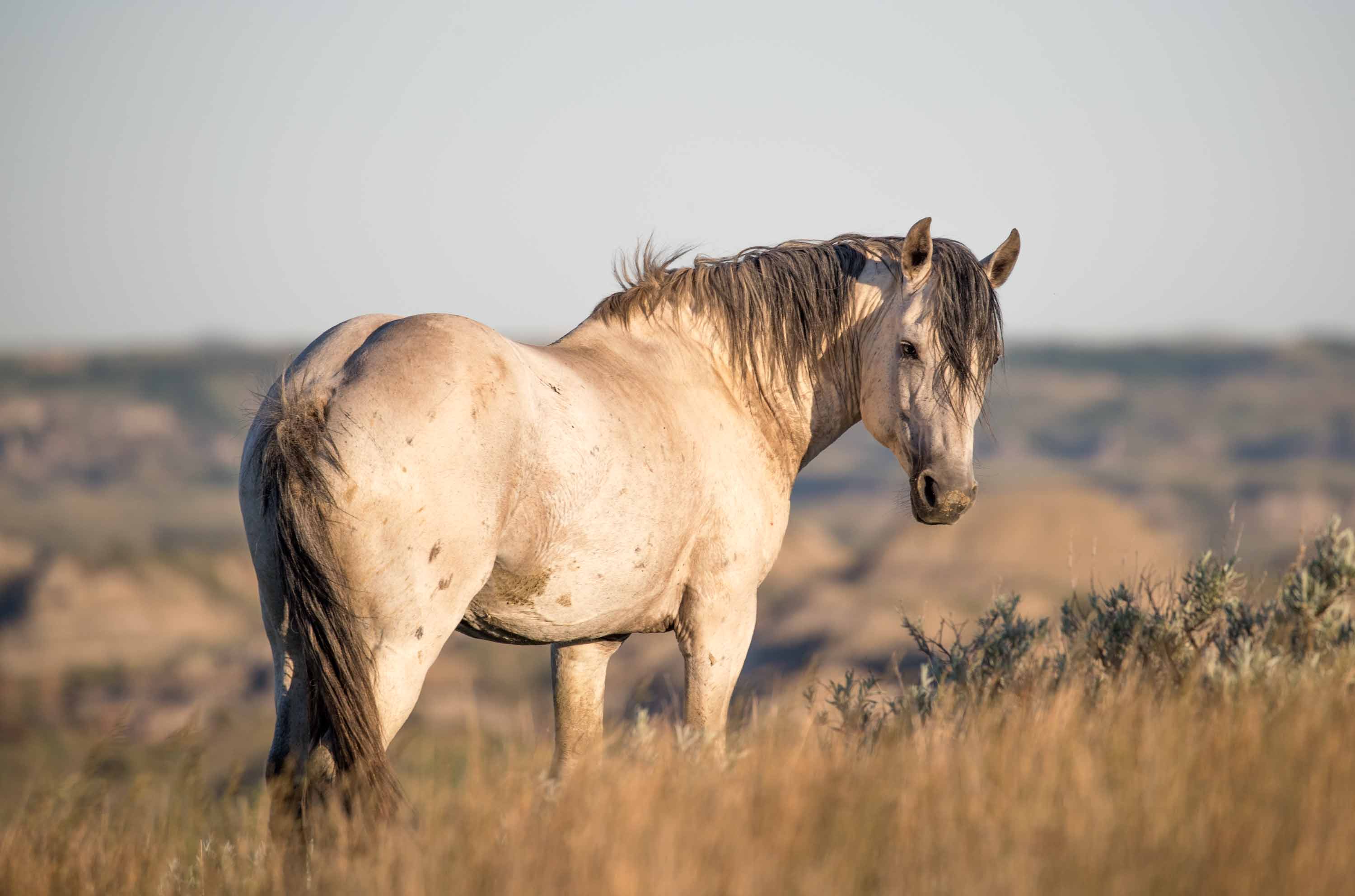 Wild Horses in Theodore Roosevelt National Park