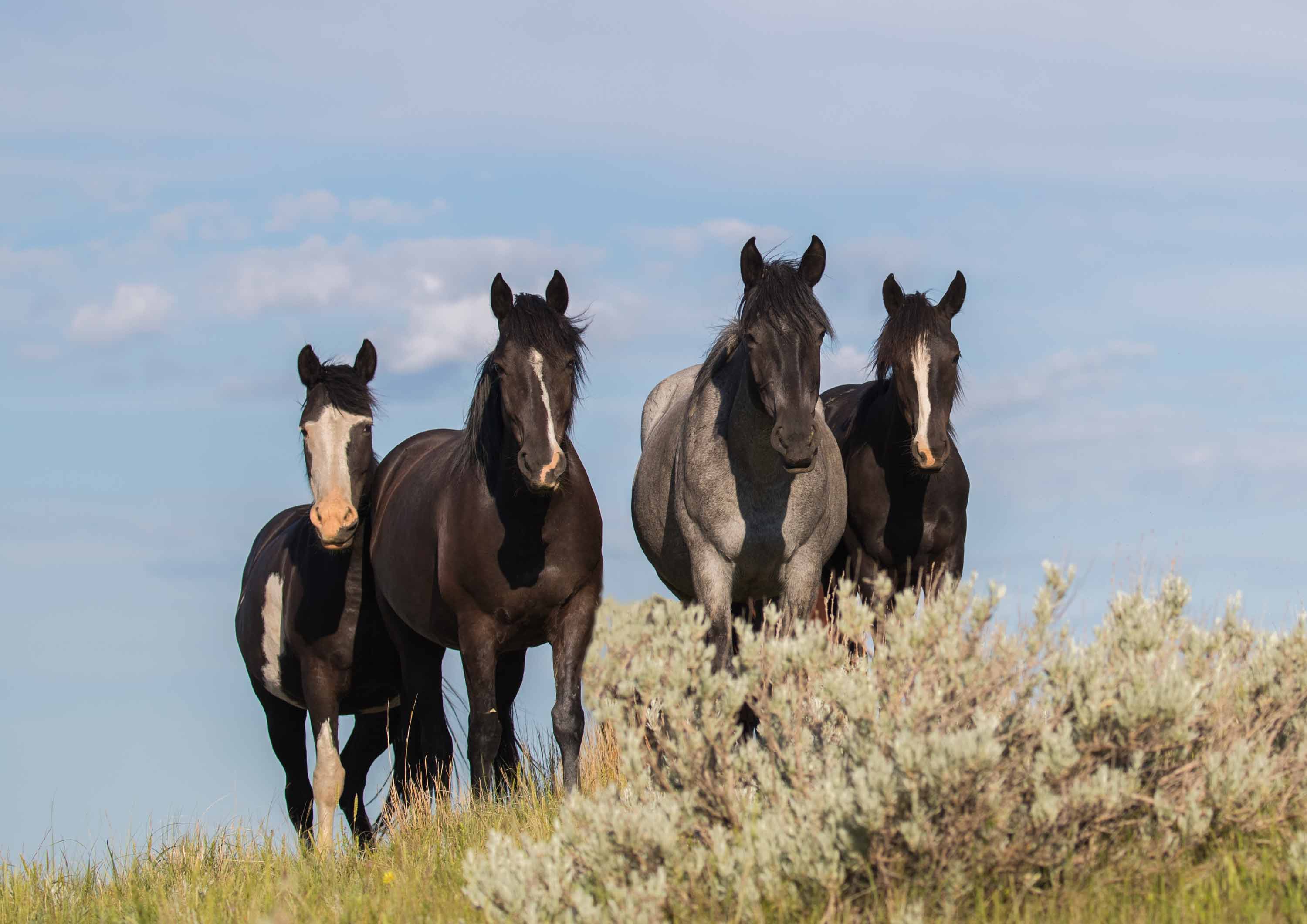 Wild Horses in Theodore Roosevelt National Park