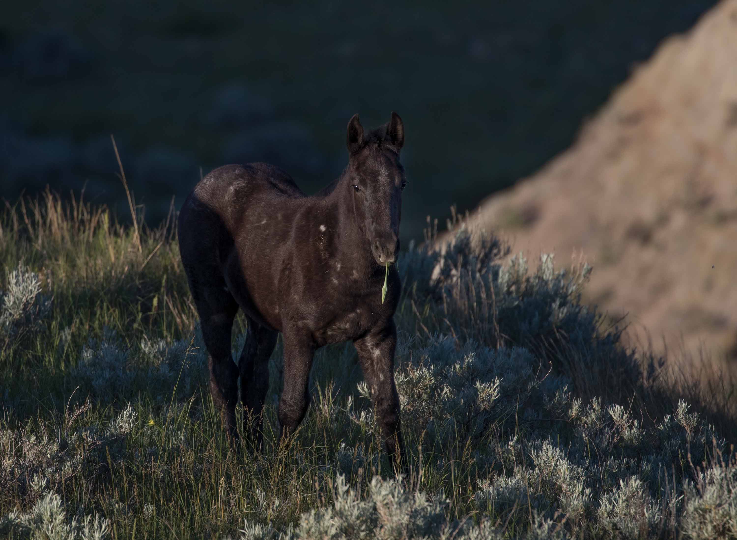 Wild Horses in Theodore Roosevelt National Park