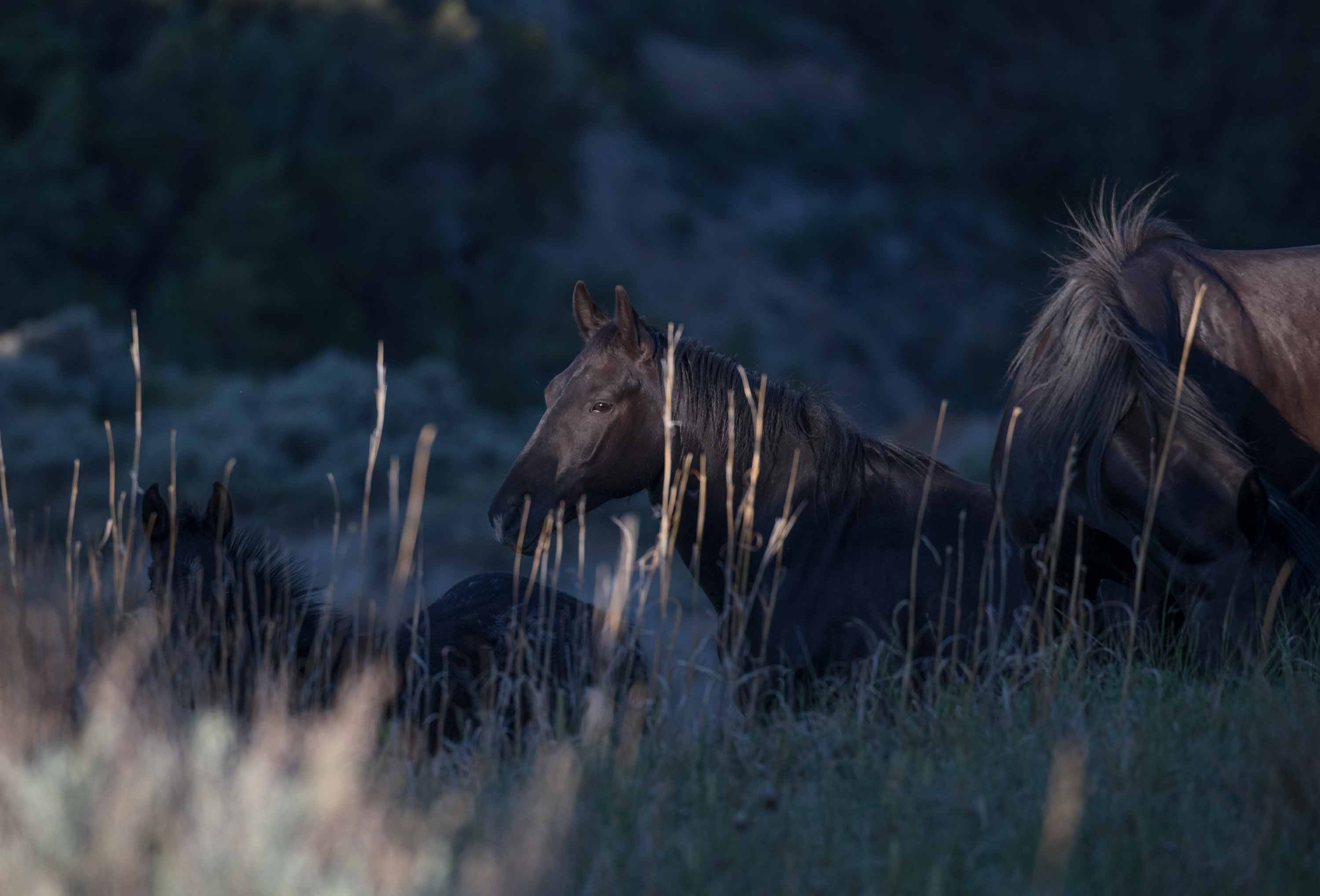 Wild Horses in Theodore Roosevelt National Park