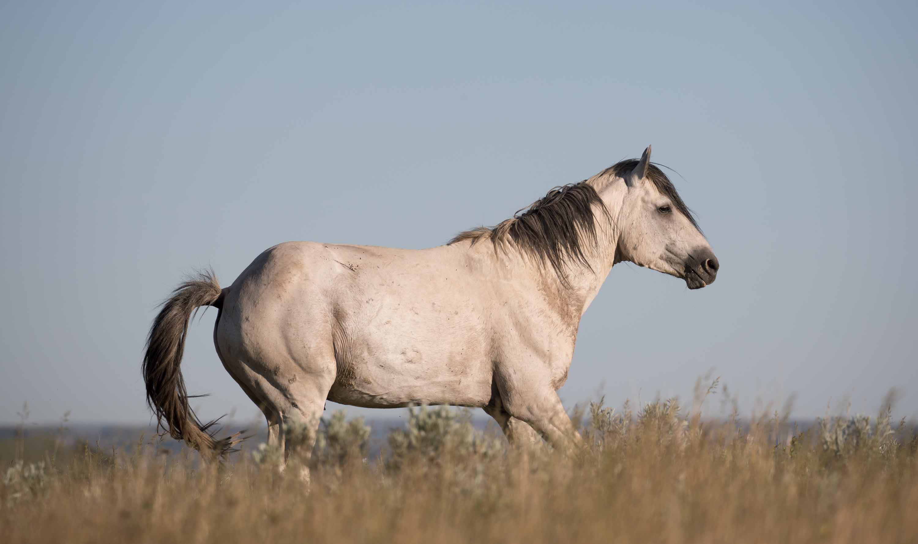 Wild Horses in Theodore Roosevelt National Park