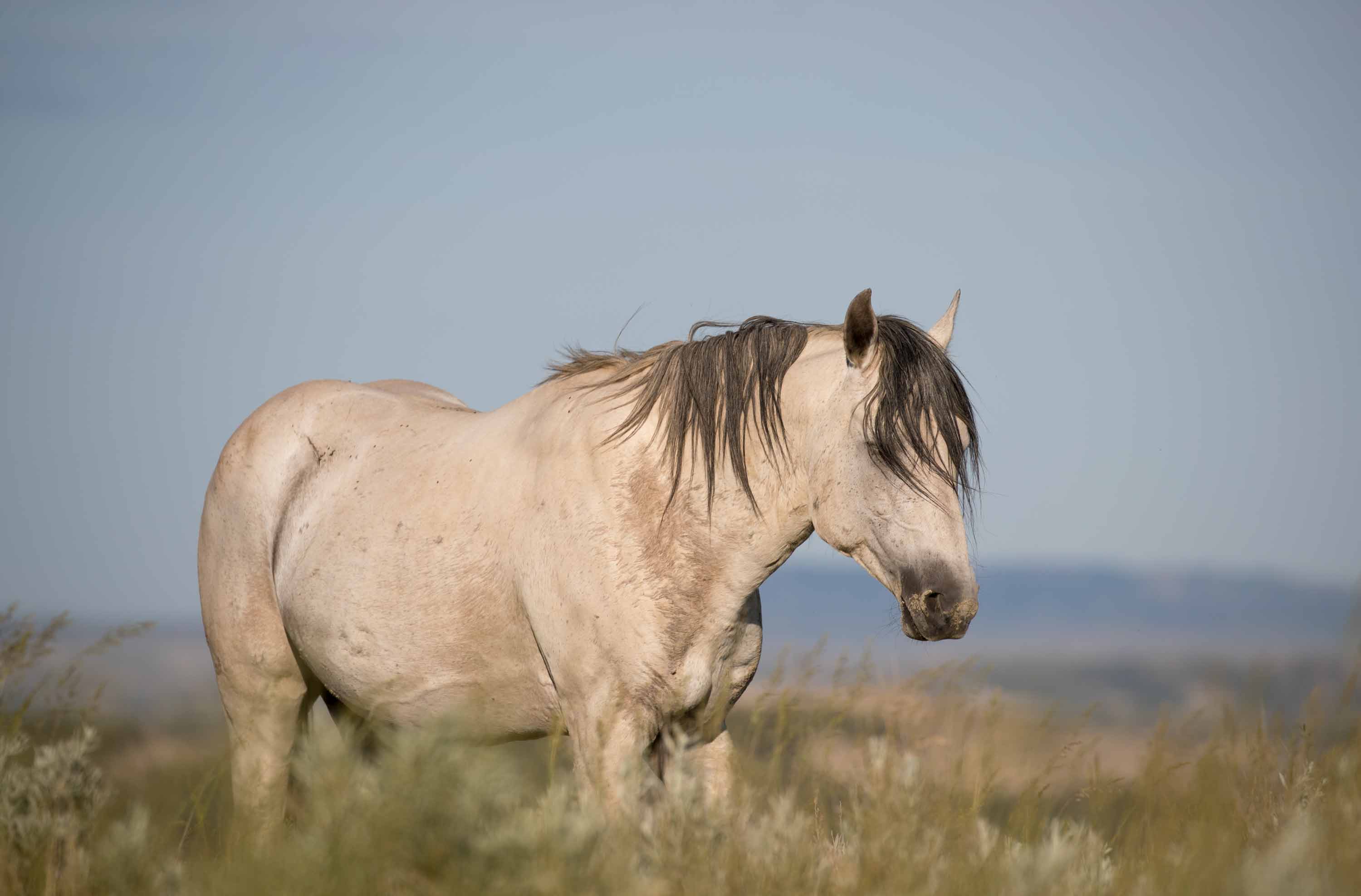 Wild Horses in Theodore Roosevelt National Park